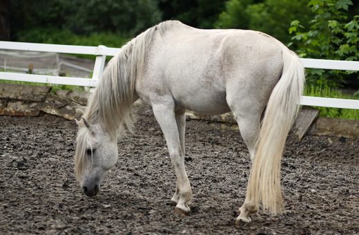 Student of the Horse - Brood Mares - Aztec Quiza