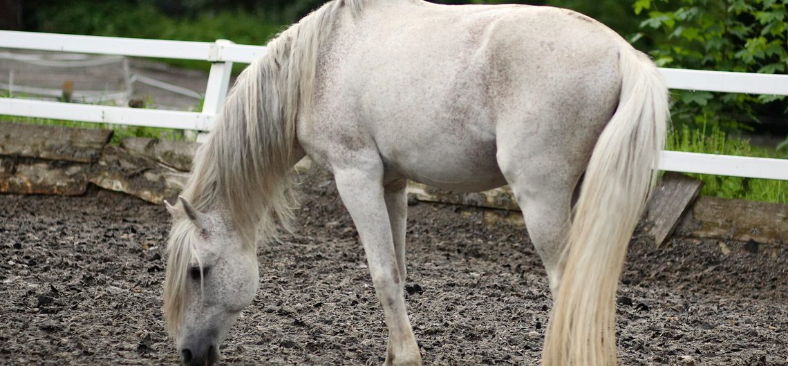 Student of the Horse - Brood Mares - Aztec Quiza
