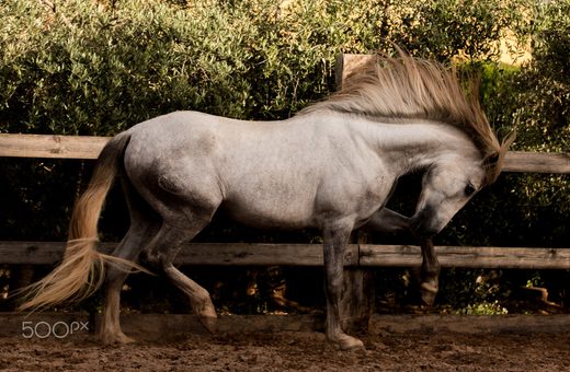 Student of the Horse - Brood Mares - Dama PLL