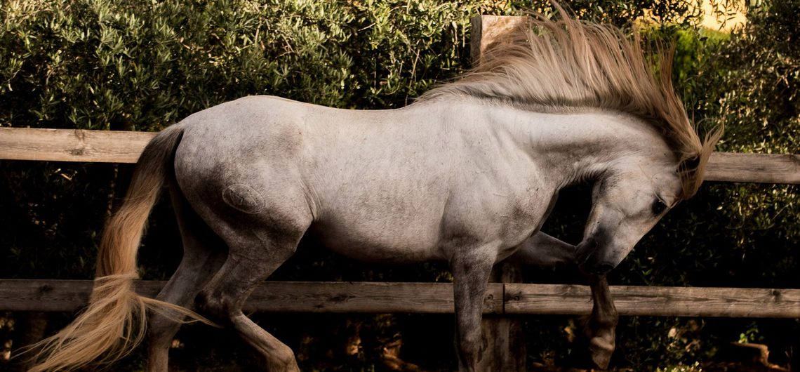 Student of the Horse - Brood Mares - Dama PLL