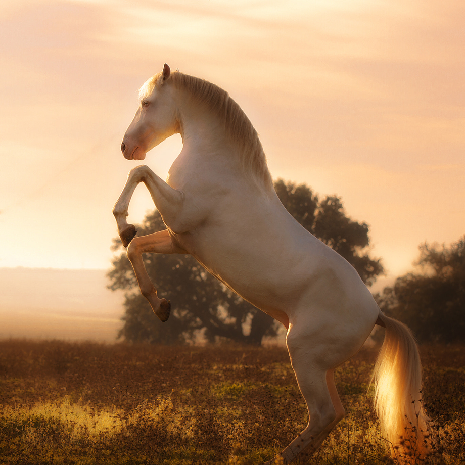 Student of the Horse - Brood Mares - Dama PLL