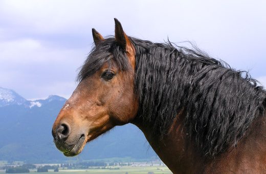 Student of the Horse - Brood Mares - Jaecera II