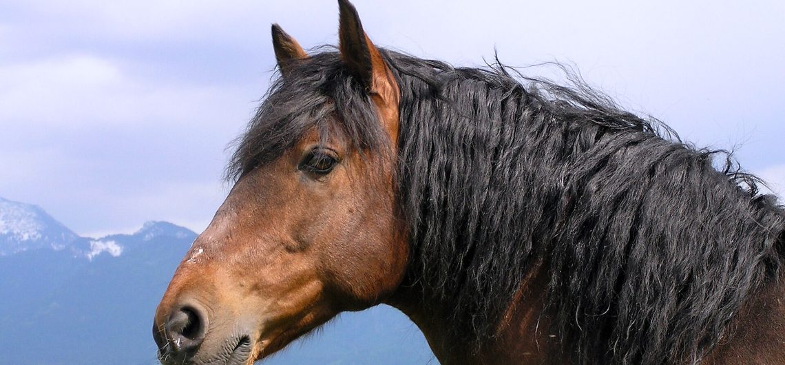 Student of the Horse - Brood Mares - Jaecera II
