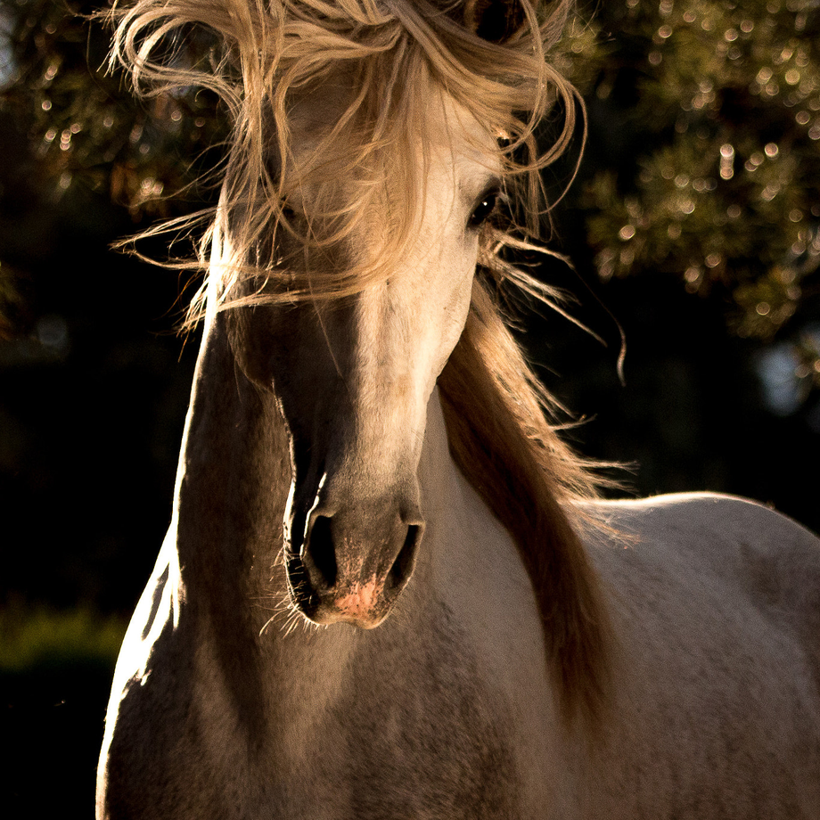 Student of the Horse - Brood Mares - Jaecera II