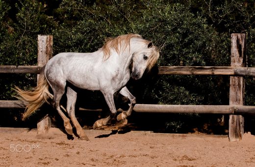 Student of the Horse - Brood Mares - Perla De Oro