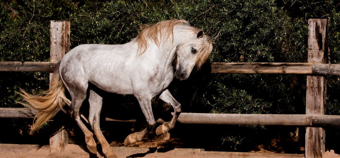 Student of the Horse - Brood Mares - Perla De Oro