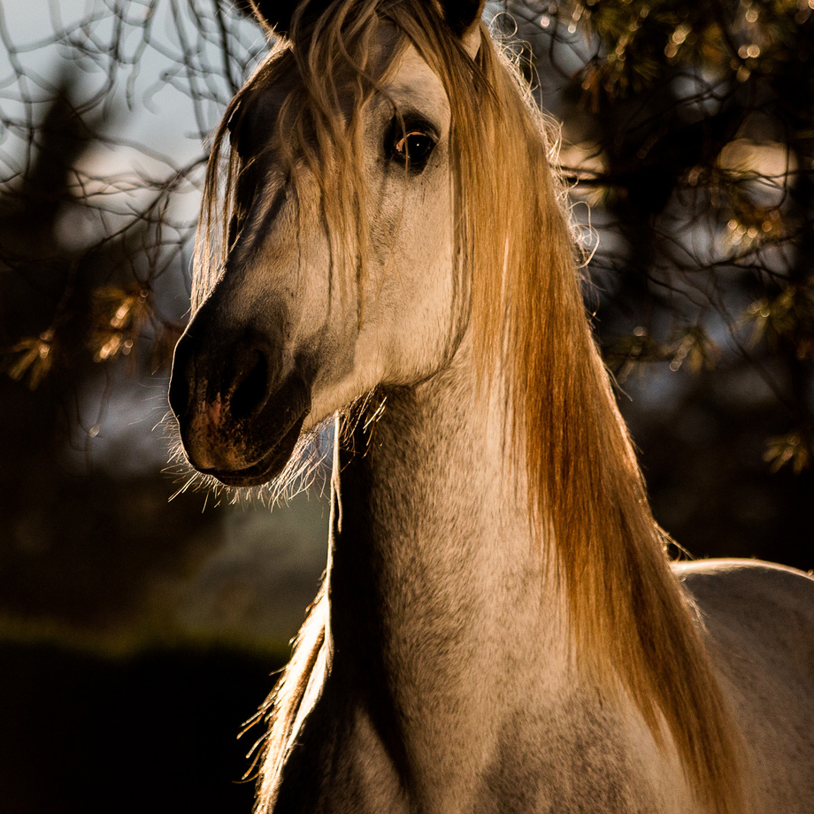 Student of the Horse - Brood Mares - Perla De Oro