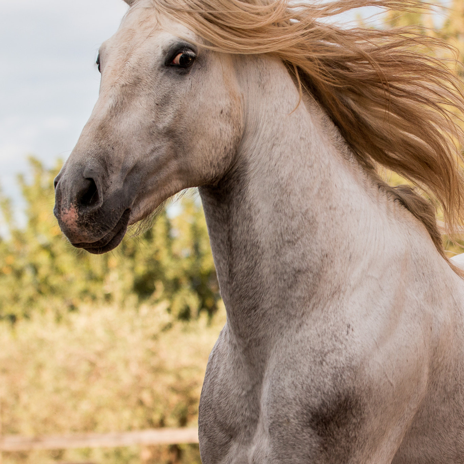 Student of the Horse - Stallions - Aztec Emperador