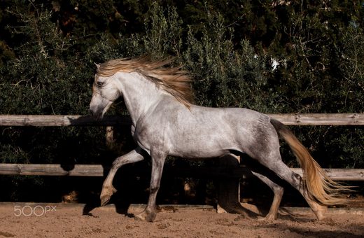 Student of the Horse - Stallions - Aztec Emperador