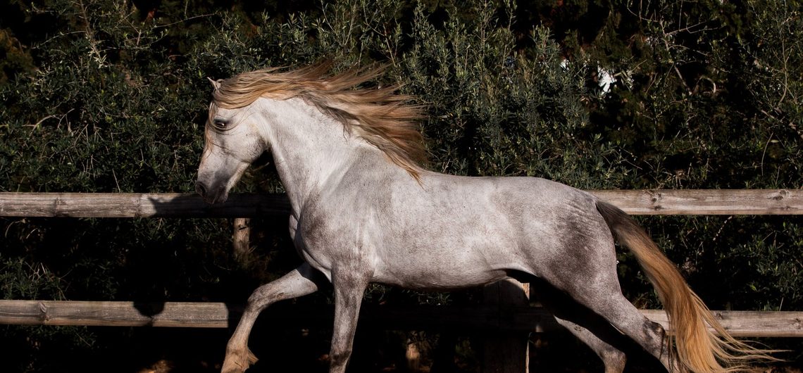 Student of the Horse - Stallions - Aztec Emperador