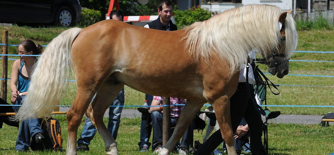Student of the Horse - Stallions - Bernstein