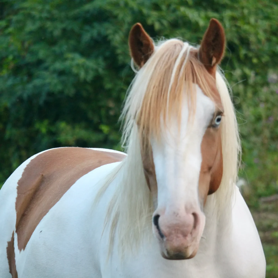 Student of the Horse - Stallions - Bernstein