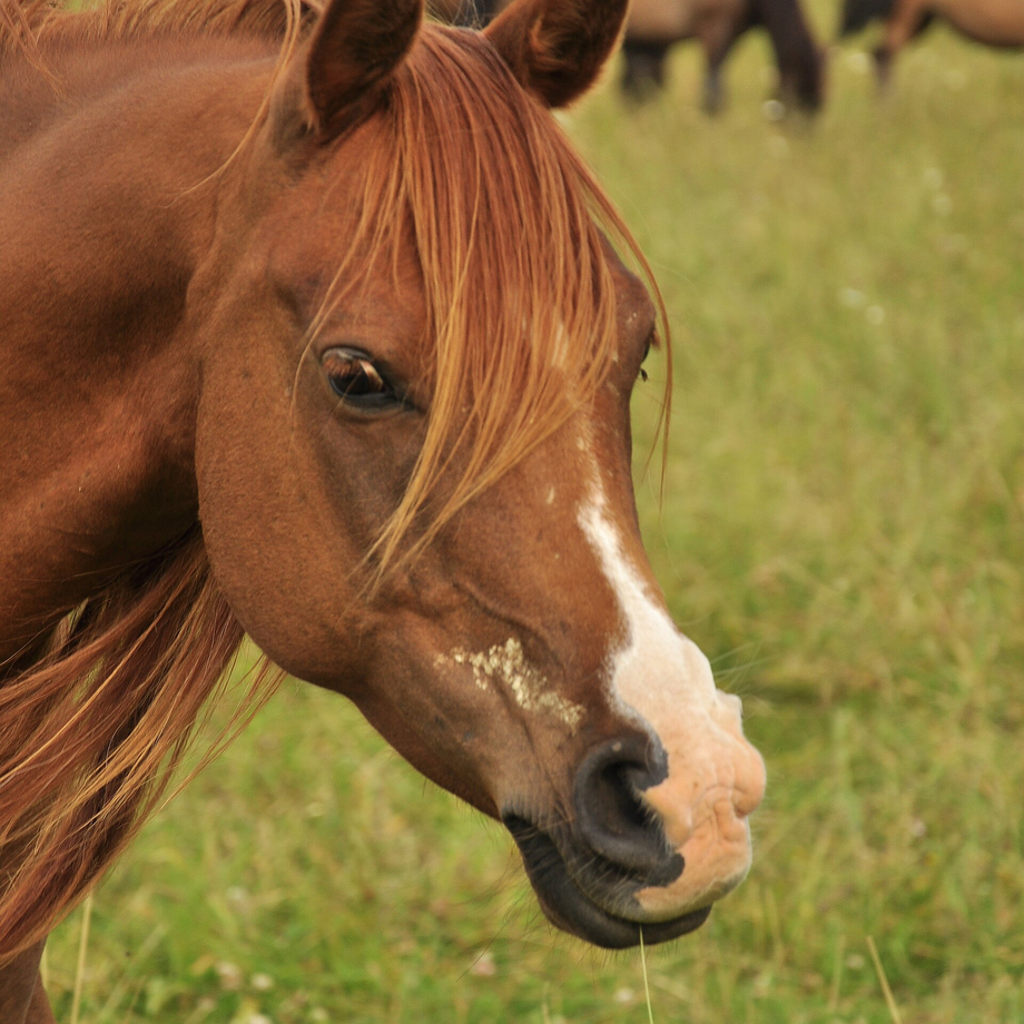 Student of the Horse - Stallions - Cortijero
