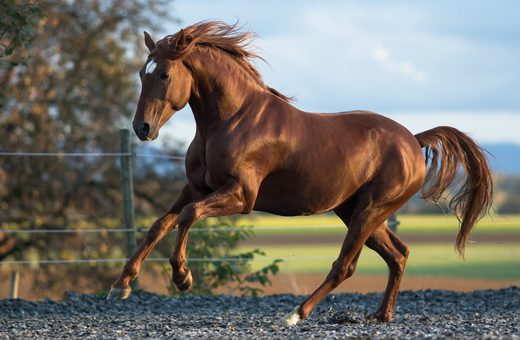 Student of the Horse - Stallions - Cortijero