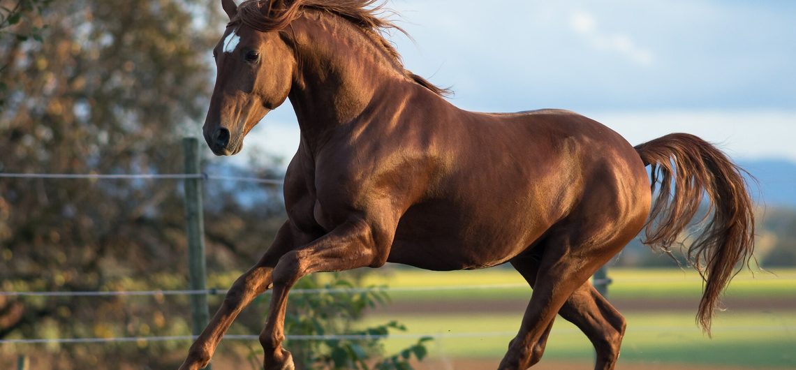 Student of the Horse - Stallions - Cortijero
