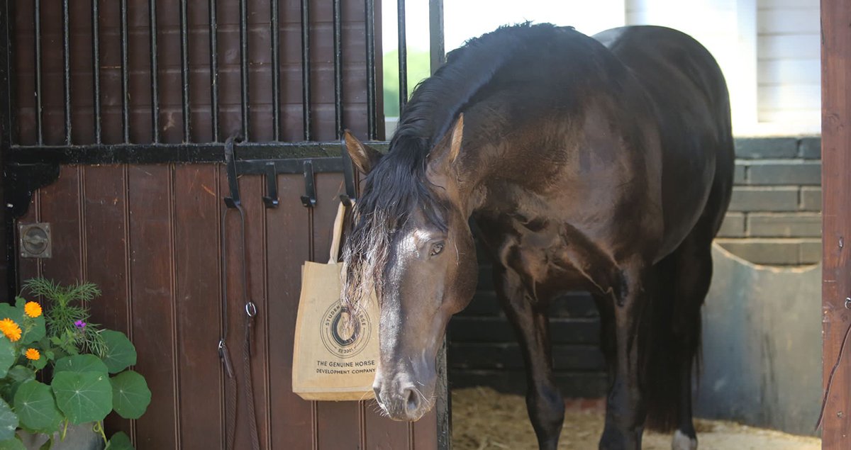 Student of the Horse - Livery and Lifestyle
